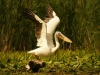 takeoff